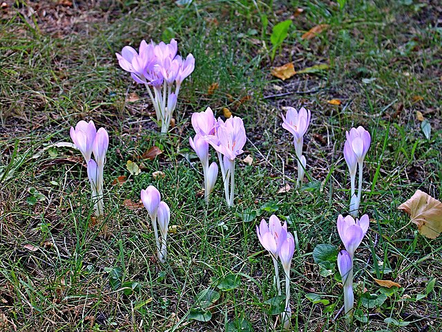 Colchicum autumnale